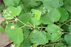 Cissus heyneana
